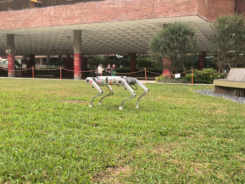 A quadruped robot walking on the lawn at PolyU